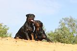 ROTTWEILER 067